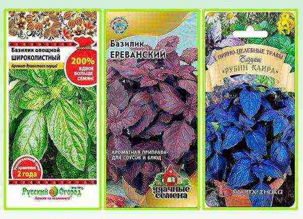 the best varieties of purple basil