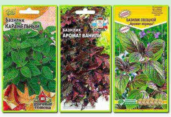 the best varieties of purple basil