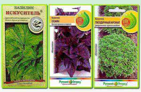 the best varieties of purple basil