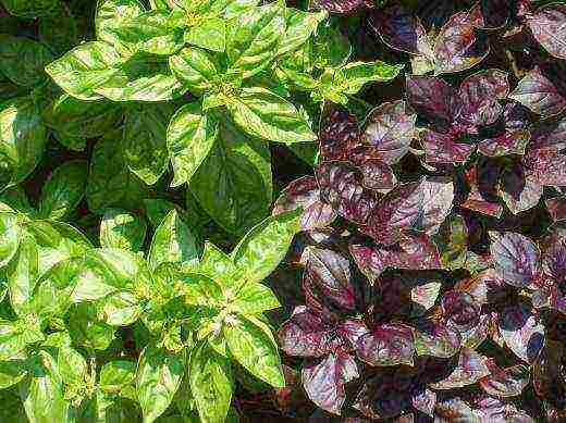 the best varieties of purple basil