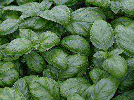 the best varieties of purple basil