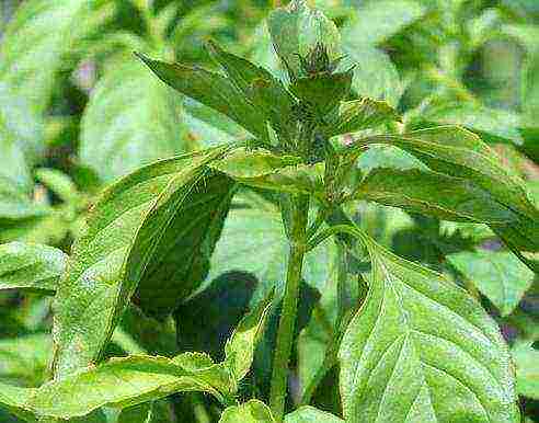 the best varieties of purple basil