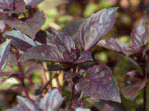 the best varieties of purple basil