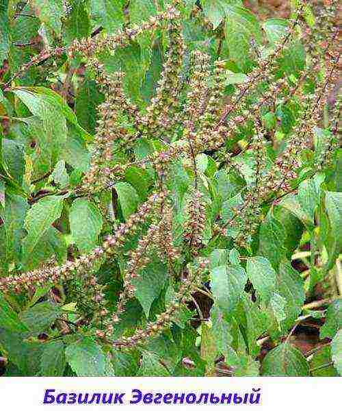 ang pinakamahusay na mga pagkakaiba-iba ng lilang basil