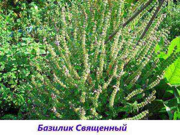 the best varieties of purple basil