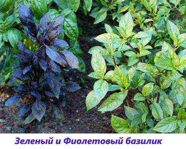 the best varieties of purple basil