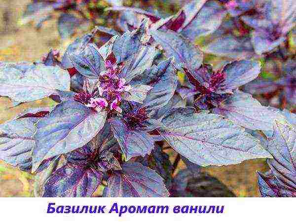 the best varieties of purple basil
