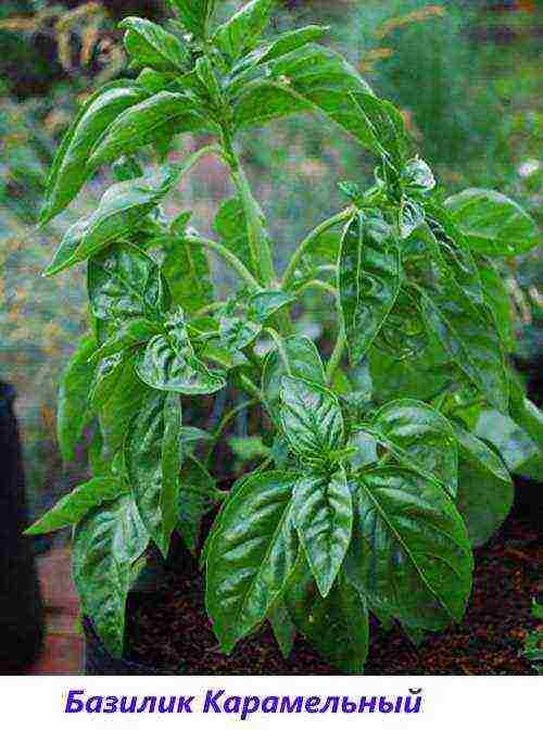 the best varieties of purple basil