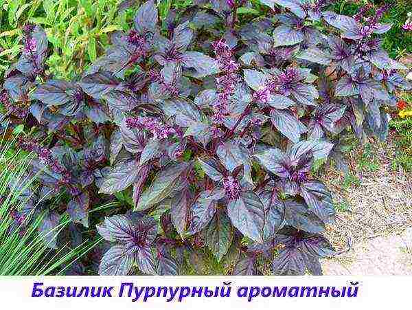 the best varieties of purple basil