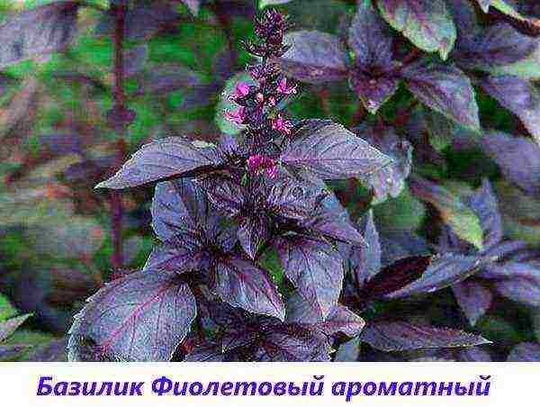 the best varieties of purple basil