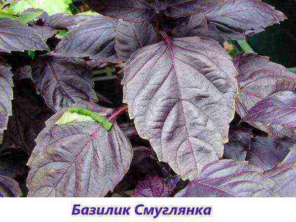 the best varieties of purple basil