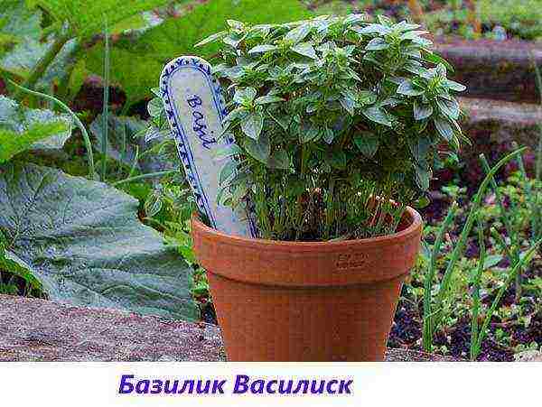 the best varieties of purple basil