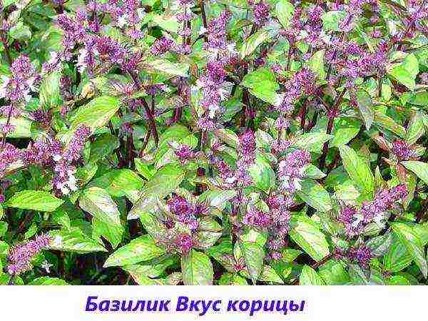 the best varieties of purple basil