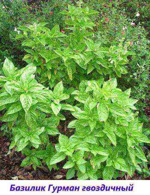 the best varieties of purple basil