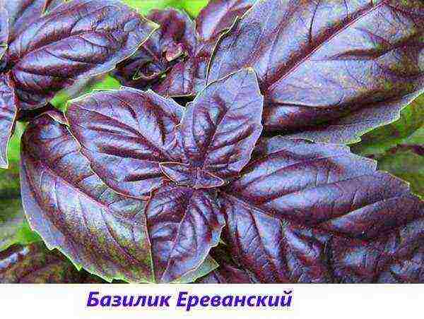 the best varieties of purple basil