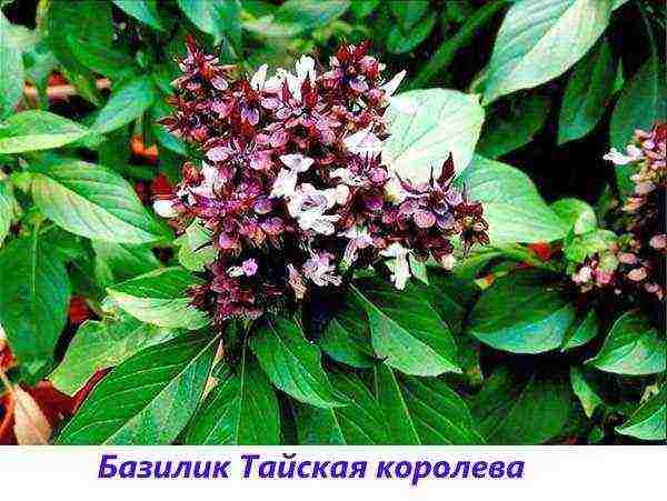 the best varieties of purple basil
