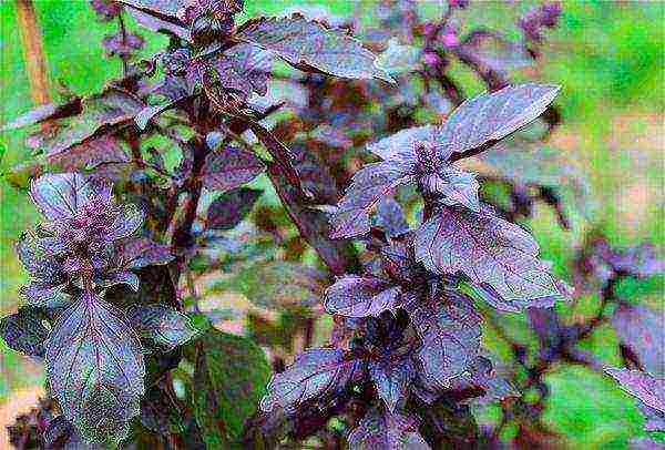 the best varieties of purple basil