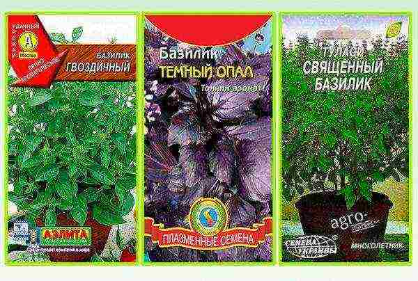 the best varieties of purple basil