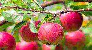 the best varieties of Belarusian apple trees