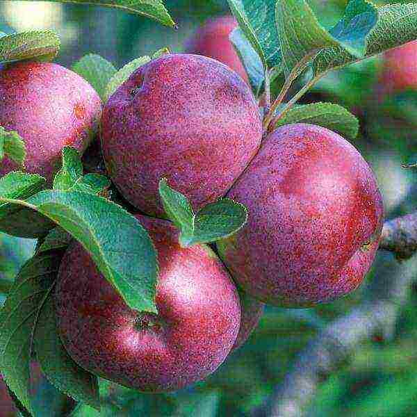 the best varieties of Belarusian apple trees