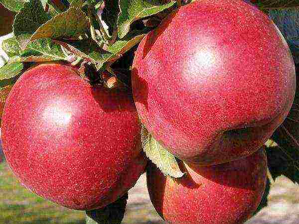 the best varieties of Belarusian apple trees