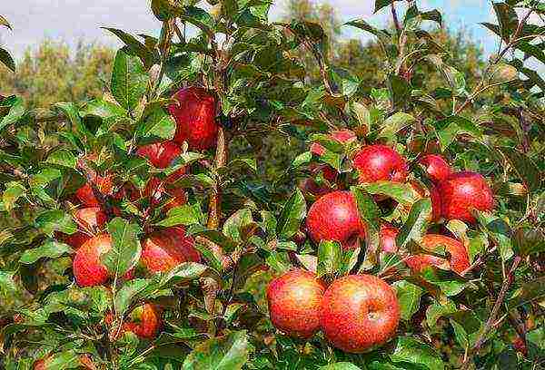 the best varieties of Belarusian apple trees