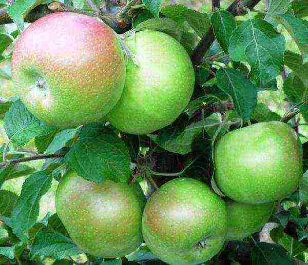 the best varieties of Belarusian apple trees