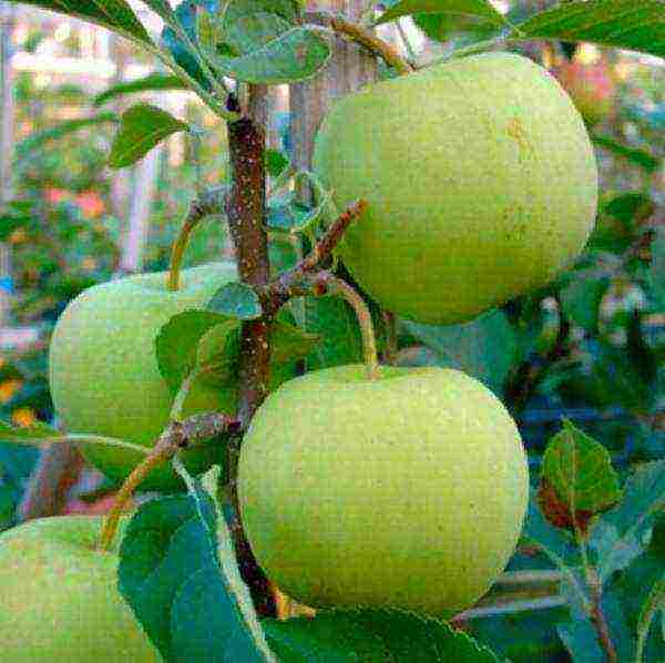 the best varieties of Belarusian apple trees