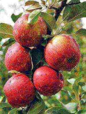 the best varieties of Belarusian apple trees