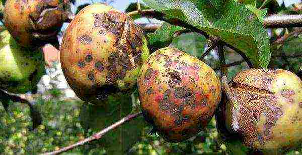 the best varieties of Belarusian apple trees