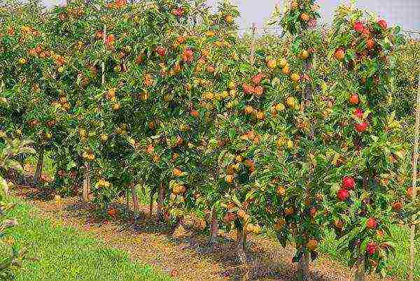 the best varieties of Belarusian apple trees