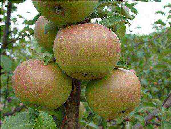 the best varieties of Belarusian apple trees