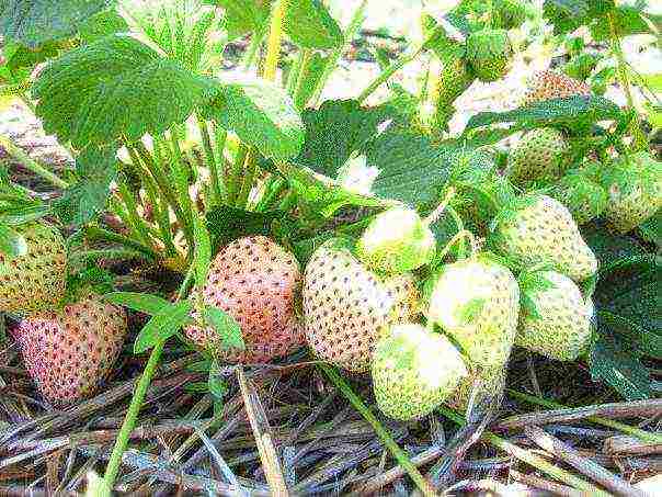 ang pinakamahusay na mga pagkakaiba-iba ng mga puting strawberry