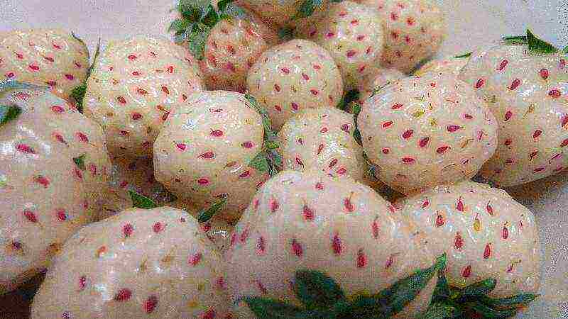 the best varieties of white strawberries