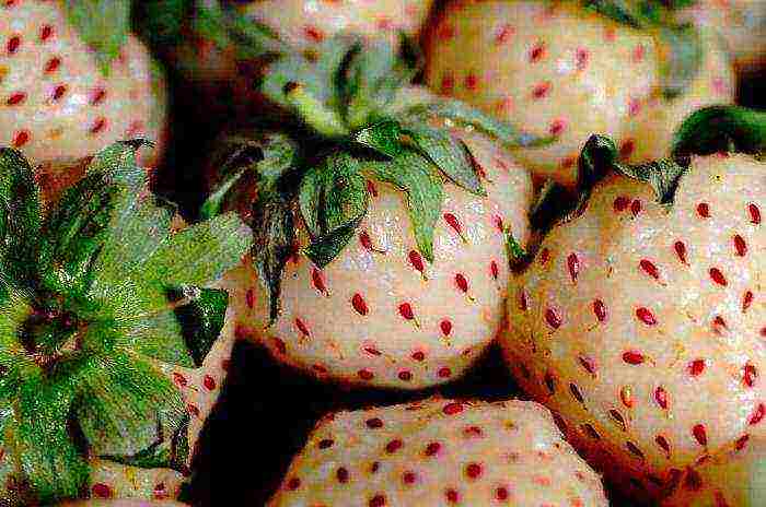 the best varieties of white strawberries