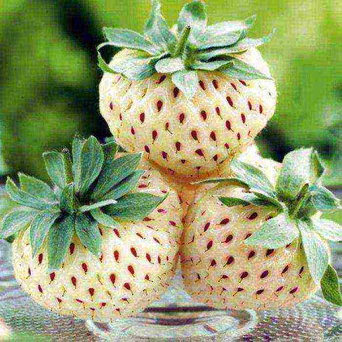 the best varieties of white strawberries