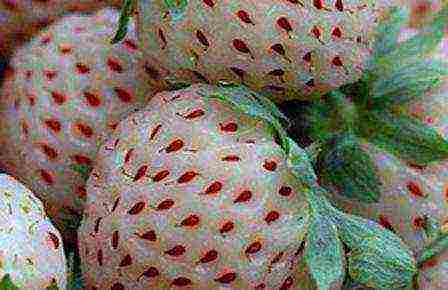 ang pinakamahusay na mga pagkakaiba-iba ng mga puting strawberry