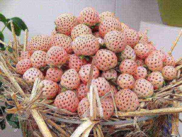 the best varieties of white strawberries