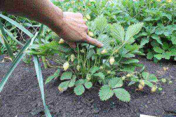 ang pinakamahusay na mga pagkakaiba-iba ng mga puting strawberry