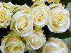 the best varieties of white rose