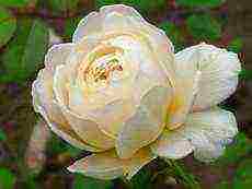 the best varieties of white rose