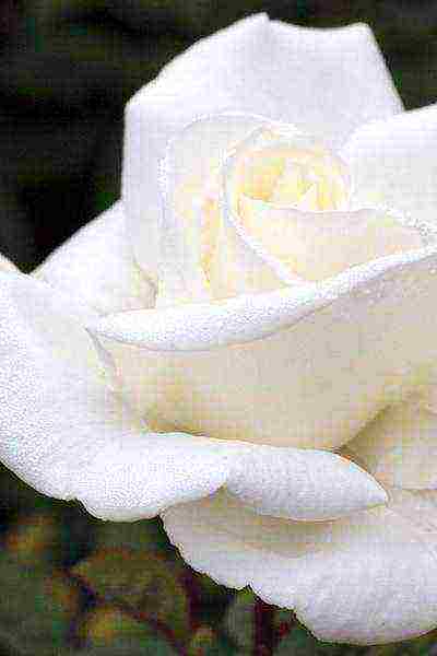 the best varieties of white rose