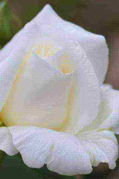 the best varieties of white rose