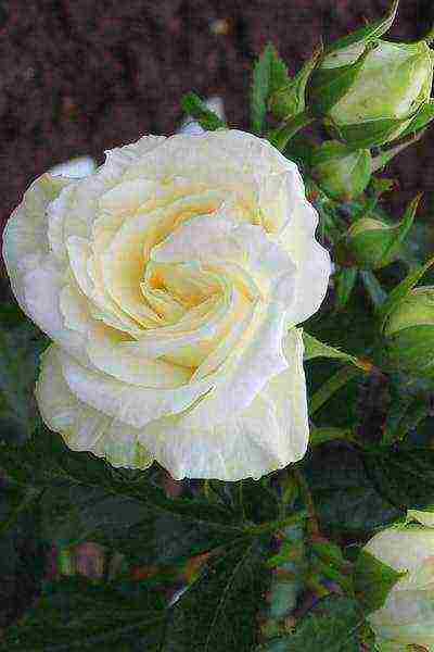 the best varieties of white rose