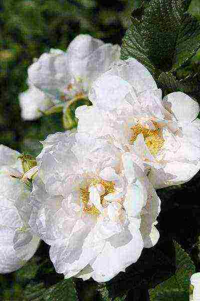 the best varieties of white rose