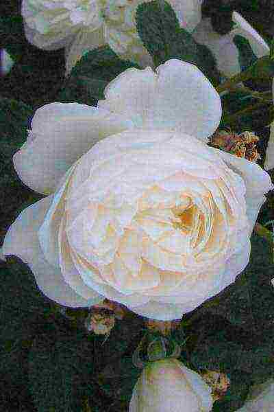 the best varieties of white rose