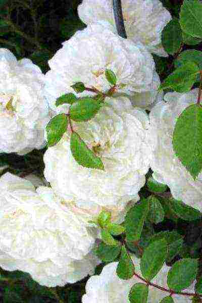 the best varieties of white rose