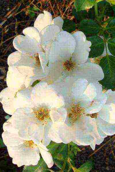 the best varieties of white rose