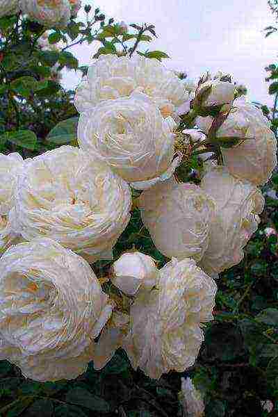 the best varieties of white rose