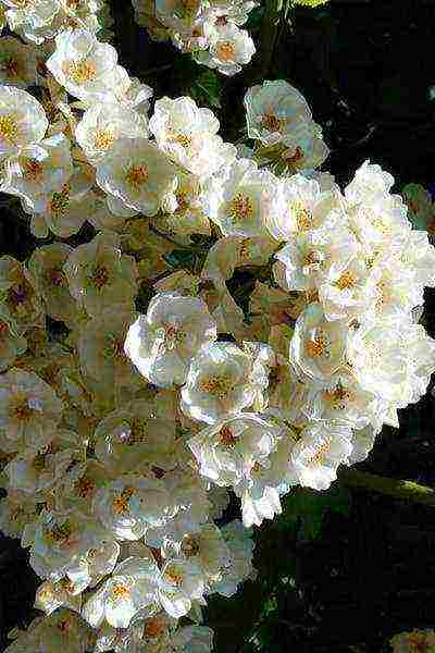 the best varieties of white rose